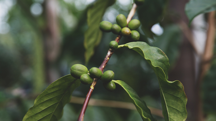 coffee-pop-engagement-environnement